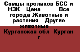 Самцы кроликов БСС и НЗК › Цена ­ 400 - Все города Животные и растения » Другие животные   . Курганская обл.,Курган г.